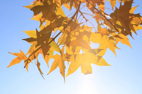 Primo Piano Autunno Foglia Acero — Foto Stock