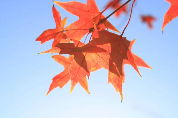 Primeros Planos Hoja Arce Otoño — Foto de Stock