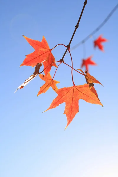 Primo Piano Autunno Foglia Acero — Foto Stock