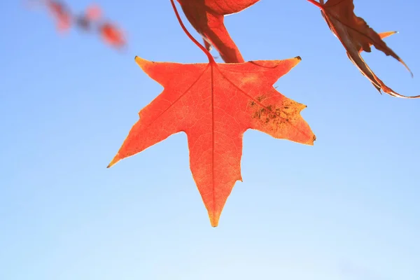 Primeros Planos Hoja Arce Otoño — Foto de Stock