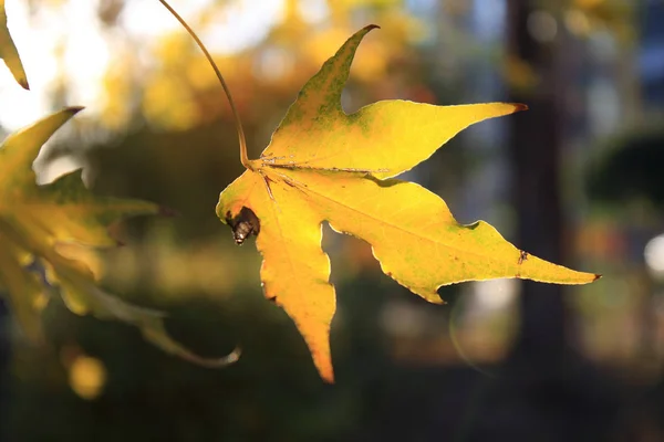 Closeup Autumn Maple Leaf — Stock Photo, Image