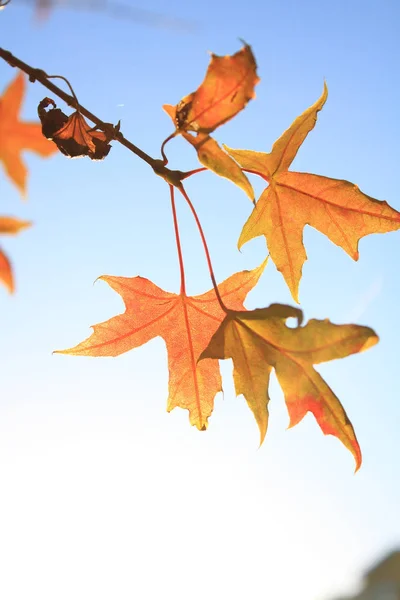 Zbliżenie Jesień Liść Klonu — Zdjęcie stockowe