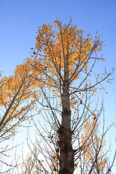 Forest Autumn Landscape — Stock Photo, Image