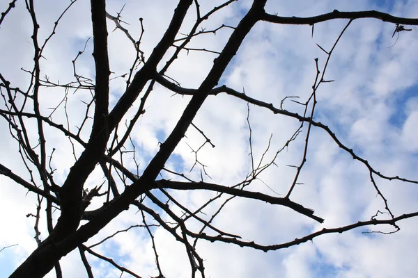 Close Winter Tree — Stock Photo, Image