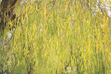 Kışın söğüt ağacı 