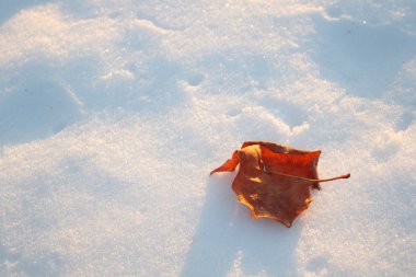 Kar üzerinde düşen yaprakları