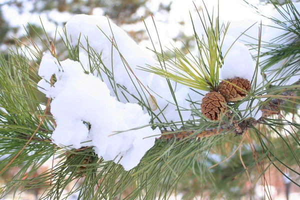 Podrobnosti Stromu Borovice Sněhem — Stock fotografie