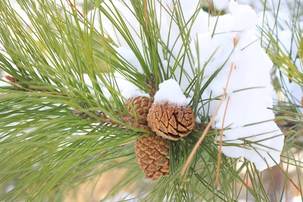 Tall Träd Detalj Med Snö — Stockfoto