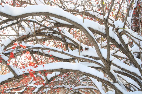 Leaves Snow — Stock Photo, Image