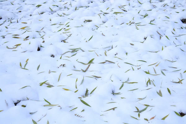 Fallna Löv Snön — Stockfoto