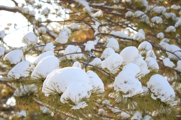 Podrobnosti Stromu Borovice Sněhem — Stock fotografie