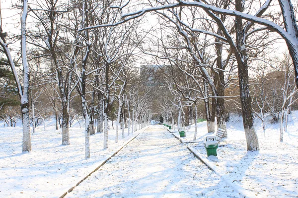 Winter Wald — Stockfoto