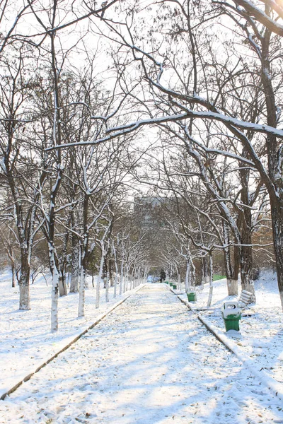 Winter Forest — Stock Photo, Image