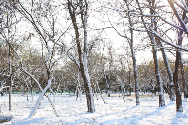 Vinter Skogen — Stockfoto