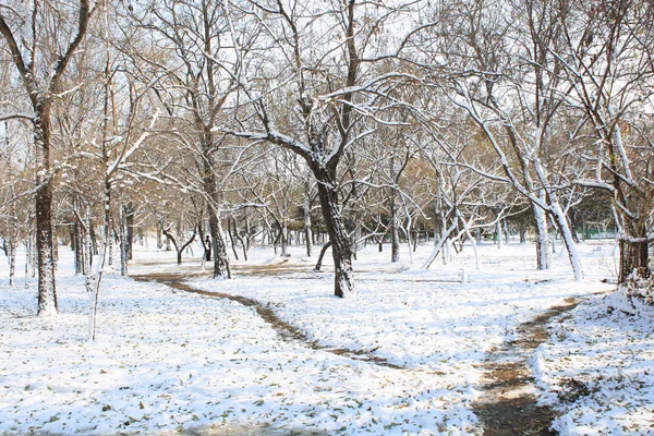 Vinter Skogen — Stockfoto