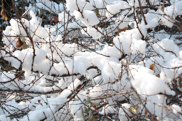 冬季分支与雪 — 图库照片