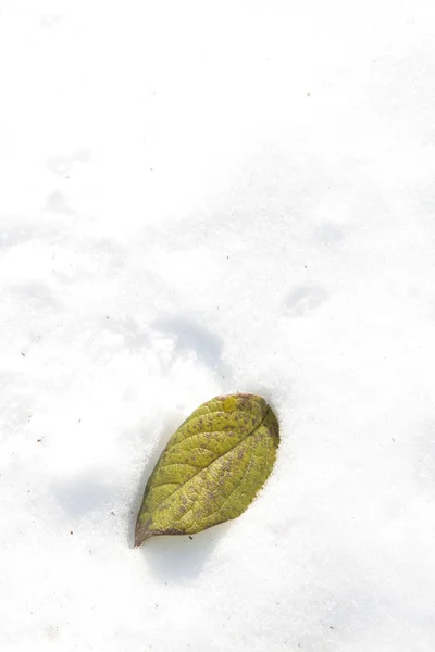 雪地里的树叶 — 图库照片
