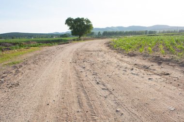 çarpık kırsal yol 