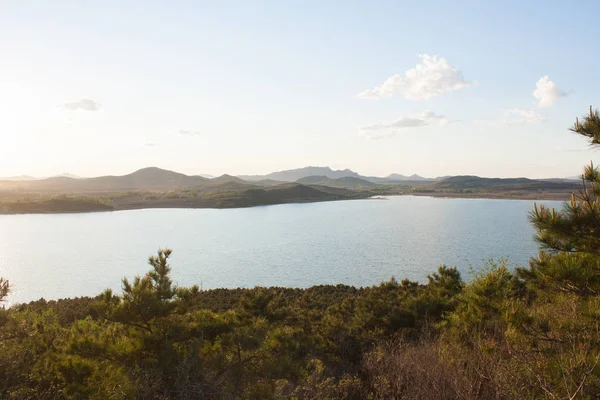 Δάσος Πεύκου Και Λίμνη — Φωτογραφία Αρχείου