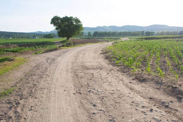 Crooked Rural Road — Stock Photo, Image