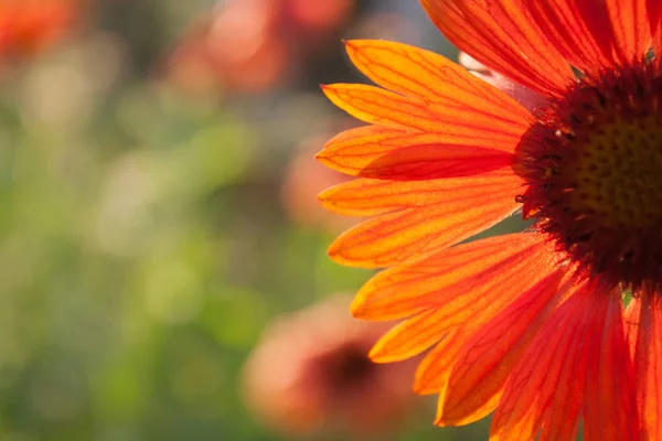 Red Chrysanthemum — Stock Photo, Image