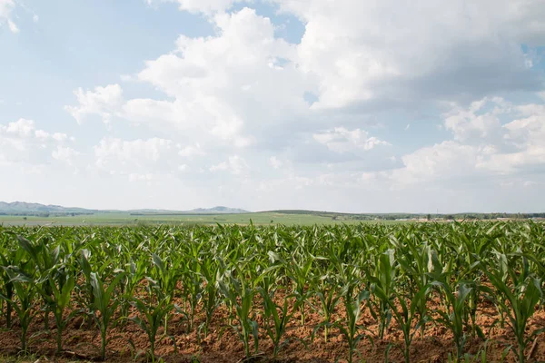 Campos de milho — Fotografia de Stock