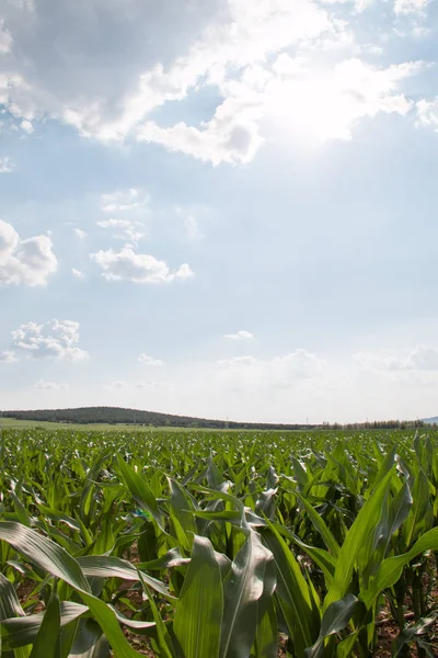 Campos de milho — Fotografia de Stock