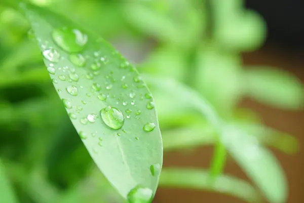 Зеленая Листва Капли Дождя — стоковое фото