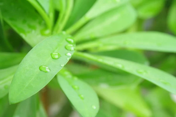 Зелене Відро Краплі Дощу — стокове фото