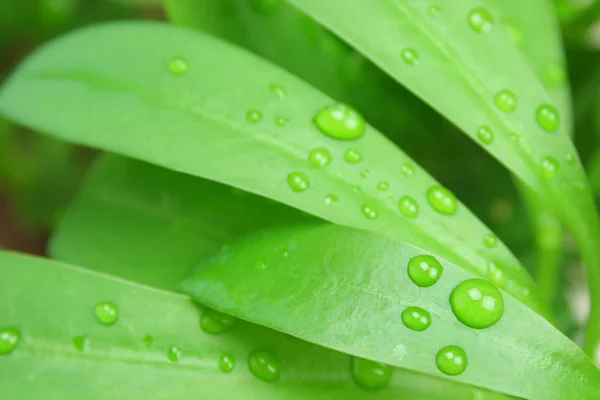 Folhagem Verde Gotas Chuva — Fotografia de Stock