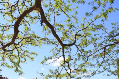 Ağacın altından gökyüzüne bak.