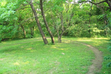 Parktaki yeşil çimenler ve ağaçlar