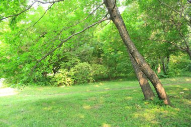 Parktaki yeşil çimenler ve ağaçlar