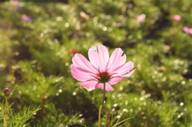 Bahar çiçek açan Cosmos
