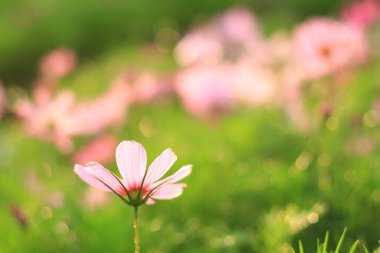 Bahar çiçeklenme Cosmos çiçek