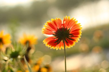 Bahar çiçek açan krizantem çekim