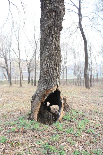 Arbre Mort Avec Trous — Photo