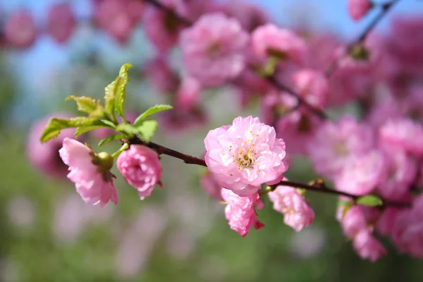 Floraison Cerisiers Printemps — Photo