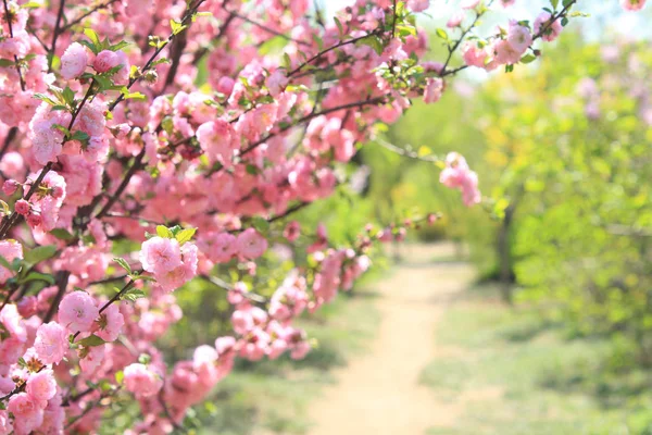 春に咲く桜 — ストック写真