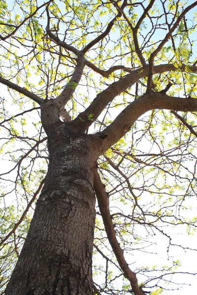 木の下から空を見る — ストック写真
