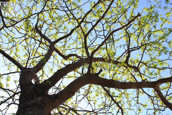 Mira Cielo Desde Debajo Del Árbol — Foto de Stock