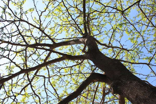 Olha Para Céu Debaixo Árvore — Fotografia de Stock