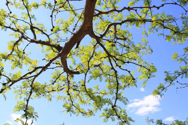 Olha Para Céu Debaixo Árvore — Fotografia de Stock