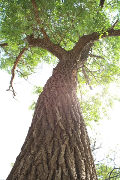 Closeup Big Tree — Stock Photo, Image