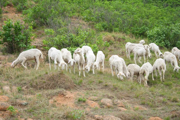 Pâturage Des Moutons Flanc Colline — Photo