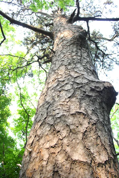 古代松の木クローズアップ — ストック写真