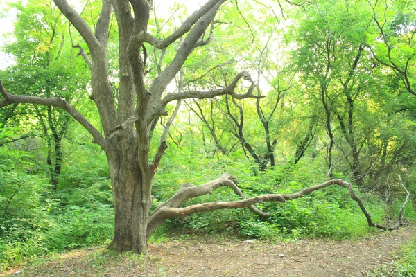 Stare Drzewo Parku — Zdjęcie stockowe