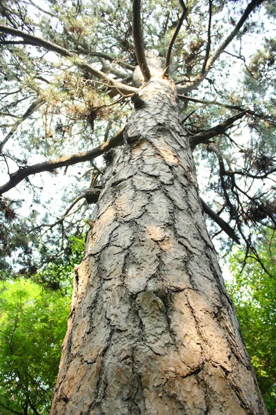 Ancient Pine Tree Closeup — Stock Photo, Image