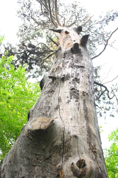 Ancient Pine Tree Närbild — Stockfoto