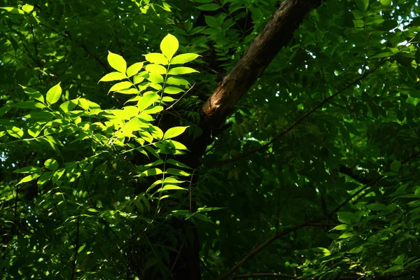 Folhas Floresta Close — Fotografia de Stock